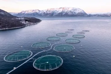 三菱商事、サーモン養殖会社を1450億円で買収