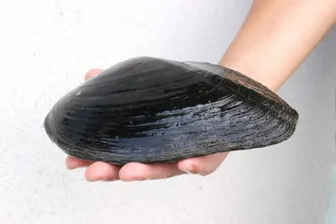琵琶湖で絶滅危惧の真珠貝、復活計画 東日本に移した固有種戻す ...