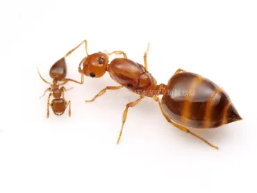 アリ社会の驚異：組織とコミュニケーションの秘密？キイロシリアゲアリ、ハキリアリ、インドクワガタアリに見る社会性