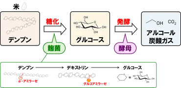 日本酒学】#29 並行複発酵を紐解く