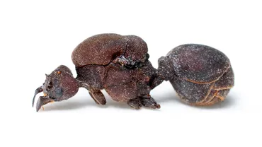 女王亡き後の群れのゆくえ 