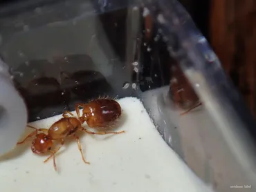 女王アリの卵が成長しない！？産卵しない原因と幼虫が成長しない ...