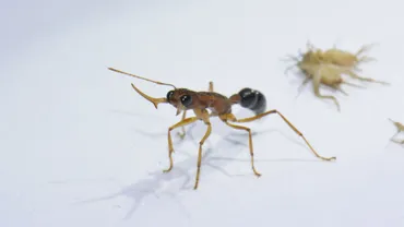 働きアリを女王アリに変えるタンパク質が特定される 