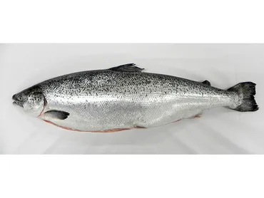 陸上養殖サーモン事業とは？三菱商事とマルハニチロが挑む持続可能なサーモン供給への挑戦？富山県入善町で始まる国内最大級の陸上養殖サーモン事業