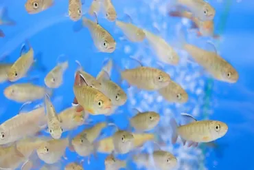 富山県でサーモン陸上養殖！三菱商事とマルハニチロが ...