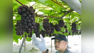 甘くておいしい「デラウェア」育ちました…山梨で初収穫 : 読売新聞