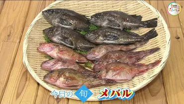 瀬戸内旬紀行】「春を告げる魚」瀬戸内海の豊かな恵みで育ったメバルを楽しもう!【岡山・香川】