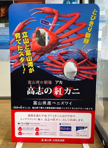 新湊の昼セリ＆カニ小屋 体験レビュー】茹でたての高志の紅ガニ１匹と全国的にも珍しい昼セリ見学してきたよ！ 