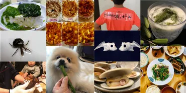 ポケマル「ごちそうさま大賞」って何？生産者と消費者を繋ぐ食の物語とは？食卓を彩る物語：ポケマル「ごちそうさま大賞」を深掘り