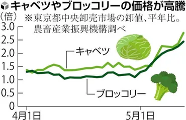 キャベツ価格高騰の真相と対策！家庭を守るには？キャベツ高騰の背景と、私たちができること