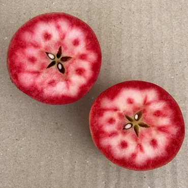 食材紹介】果肉まで赤いりんごの元祖『御所川原』