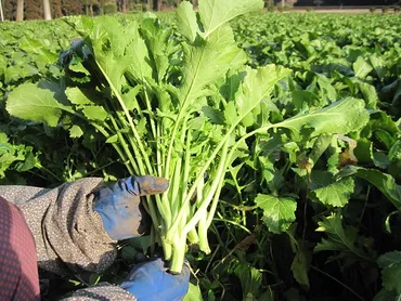 土気からし菜ってどんな菜？300年の歴史を持つ伝統野菜の魅力とは？千葉県土気地区発祥！ 辛味が特徴の伝統野菜「土気からし菜」