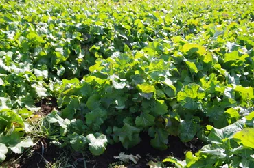 ピリッと大辛の伝統野菜「土気からし菜」家庭から地域の味へ@千葉県千葉市