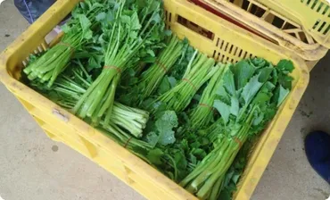 からし菜レディース 野崎邦子