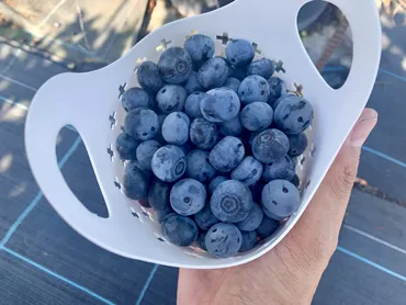 久留米市】観光農園ブルーベリーの村が2023年7月1日(土)より開園。ブルーベリー狩りを楽しもう!!