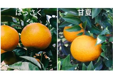 はっさくと甘夏は何が違うの？見た目の見分け方や味の違いを解説 – 野菜.com