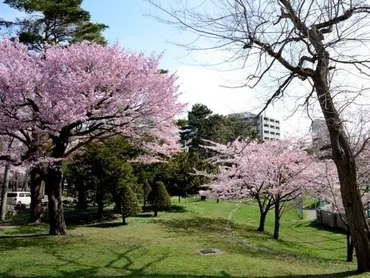 札幌円山公園の桜、見頃時期は？2024年の開花状況を徹底解説！今年は例年より早く開花！？