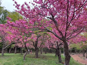 北海道神宮＆円山公園でお花見を！ 2023 桜の開花情報＜随時更新＞ 