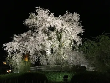 2024年円山公園の桜の開花予測、混雑予測と夜間ライトアップ情報 