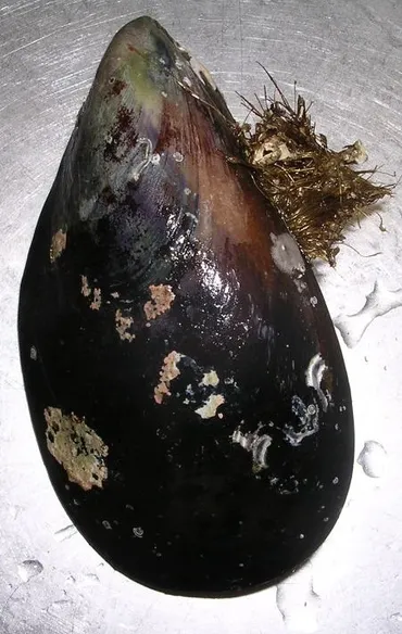 ムール貝のお料理前の下準備・下処理の方法・仕方: ぷくの簡単料理レシピブログ