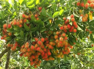 ビタミンCと食物繊維が豊富な美味しい果物、ランブータン