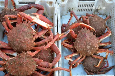 モロッコ・エッサウィラ：シーフード天国でのグルメ旅！新鮮魚介と異文化体験！エッサウィラ：シーフード、市場、ハマム… モロッコ大西洋岸の魅力を満喫！