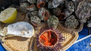 マラケシュからエッサウィラへ、生牡蠣＆生ウニ天国でチルする(Day366