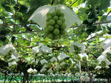 今年もシャインマスカットの季節が到来！農家さんにインタビューしてきました。 