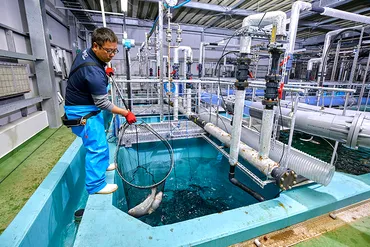 持続可能な食追求…サーモン陸上養殖に挑む商社たちの今