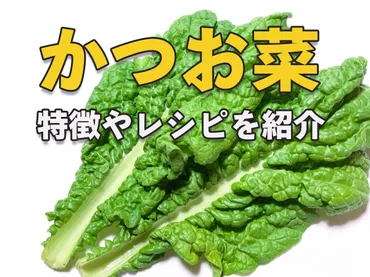 博多雑煮に欠かせない伝統野菜「かつお菜」とは？ 旬やレシピ、栽培方法を紹介【日本伝統野菜推進協会監修】