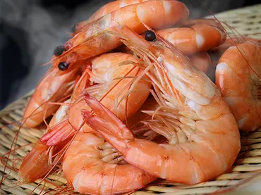 天使の海老 サイズ２０