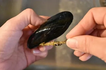 ムール貝料理の世界へようこそ！下処理からレシピ、旬の味を堪能？簡単！ムール貝の美味しい食べ方：下処理、レシピ、選び方のコツ