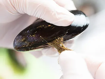 決定版】魚のプロが解説！ ムール貝の白ワイン蒸しレシピ。旬や選び方も教えます 