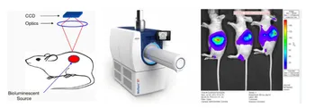 生物発光イメージング：リアルタイム生体内研究のための強力なツール