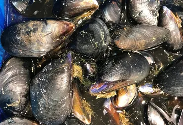 【貝】ムール貝（ムラサキイガイ）の旬はいつ？日本の産地はどこ？おいしい食べ方は？