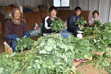 土気からし菜収穫ピーク /千葉