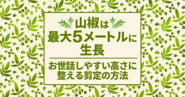 山椒の木の剪定マニュアル