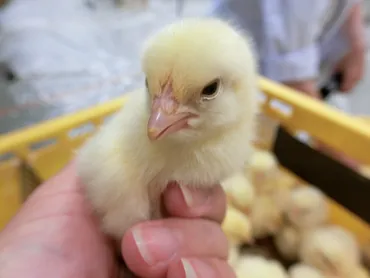 ヒヨコ鑑定士ってどんな仕事？食卓を支えるスペシャリストの秘密とは？卵からの食卓を支える、プロフェッショナルの世界