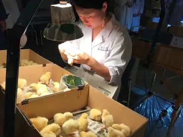 年収1,000万で自由にはたらける!? 黙々とヒヨコの性別判定する ...