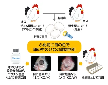 卵の中のひなの性別を、ふ化前に目の色で「目利き」する手法を ...