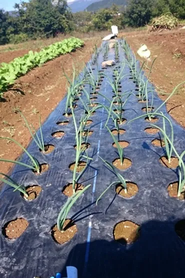 タマネギ 台風対策 