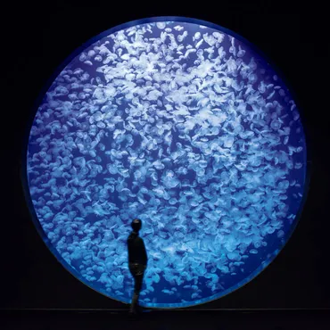 クラゲ万華鏡！鶴岡市立加茂水族館の魅力とは？クラゲ展示数世界一の水族館、見どころを徹底解説！