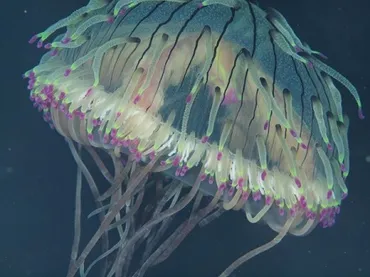 癒されるクラゲ: クラゲを展示している水族館