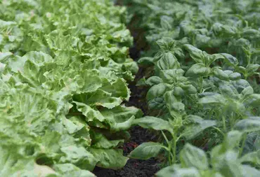 レタスの相性が良い野菜!コンパニオンプランツで病害虫対策と生育促進 : Effective゛s Blog
