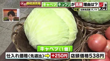 キャベツの仕入れ値高騰 1個250円も値上がり例年は160円前後 猛暑の影響で産地リレーが乱れる