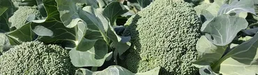 事例詳細