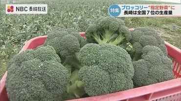 ブロッコリー2026年度から゛指定野菜゛に追加 生産者おすすめの食べ方 長崎県雲仙市