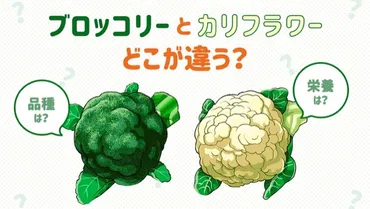 ブロッコリーとカリフラワーの違いは？見分け方、特徴、栄養価とは！？