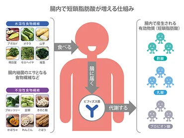 海藻は腸内環境に良いってホント？ - 実験結果から紐解く海藻の健康効果海藻の力とは！？