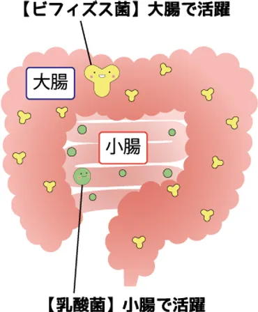 活き活き100億ビフィズス菌 